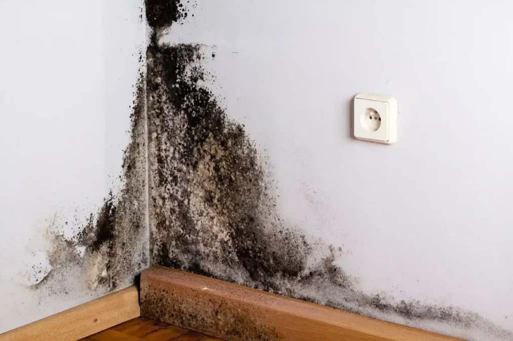 black mold remediation service