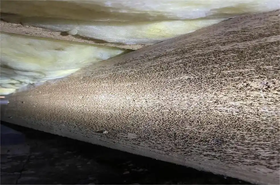 crawl space mold removal service