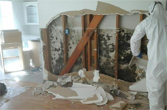 residential mold remediation service